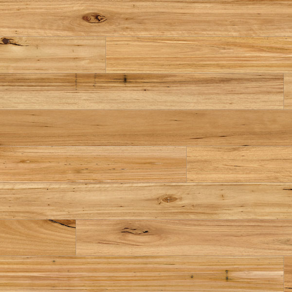 Australian Native - Blackbutt