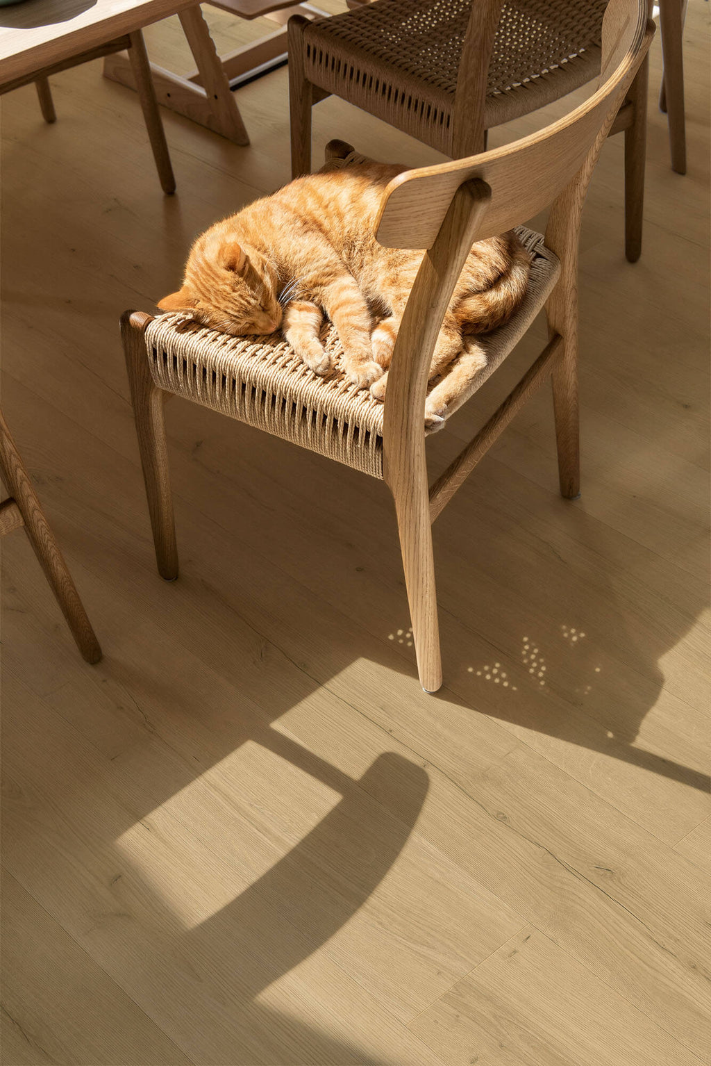 Cat sleeping on a wooden chair with wicker seat in a softly lit room.