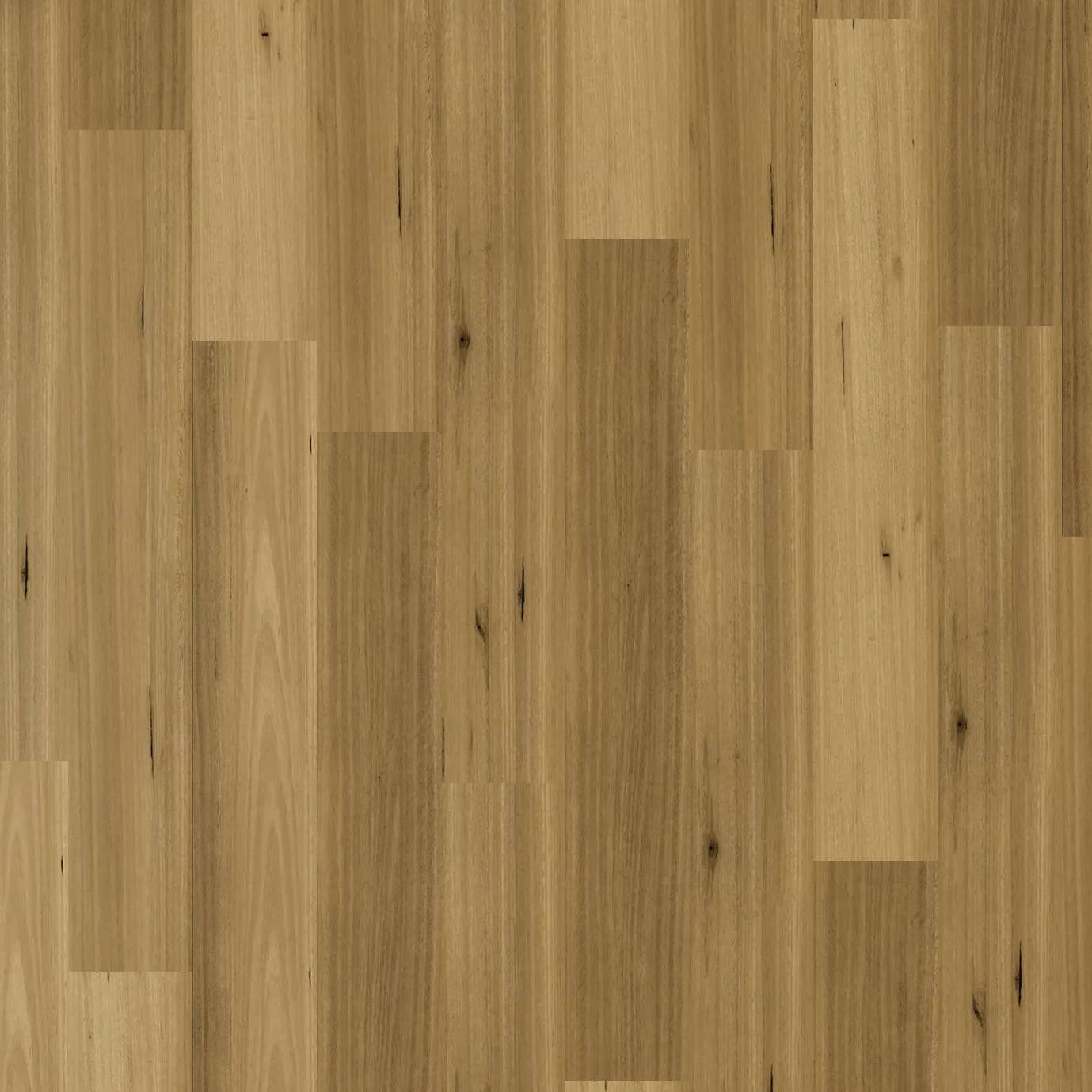 Apollo Hybrid - Western Blackbutt