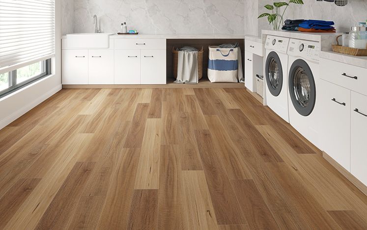 Kodiak Hybrid - Spotted Gum