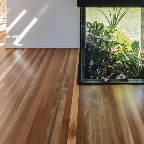 A close-up of beautifully polished Spotted Gum hardwood timber flooring showcasing its distinctive warm tones and flowing natural grain, bathed in sunlight beside a floor-to-ceiling glass window framing a lush tropical garden beyond.